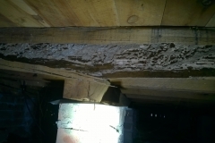 Damage by termites
