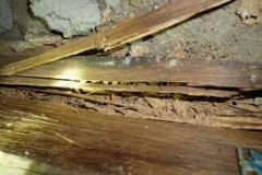 Timber damage termites